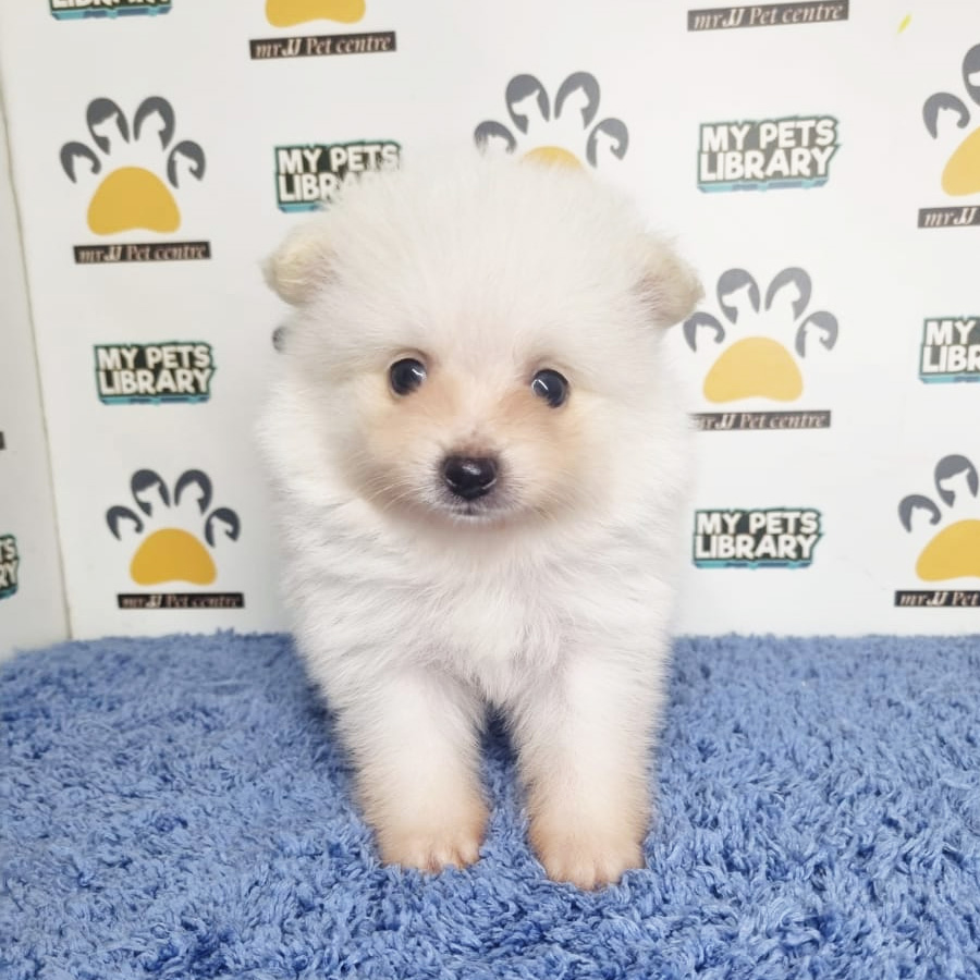 Pomeranian Puppy (Male) For Sale