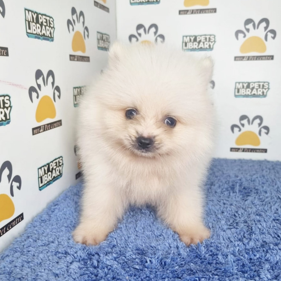 Pomeranian Puppy (Male) For Sale