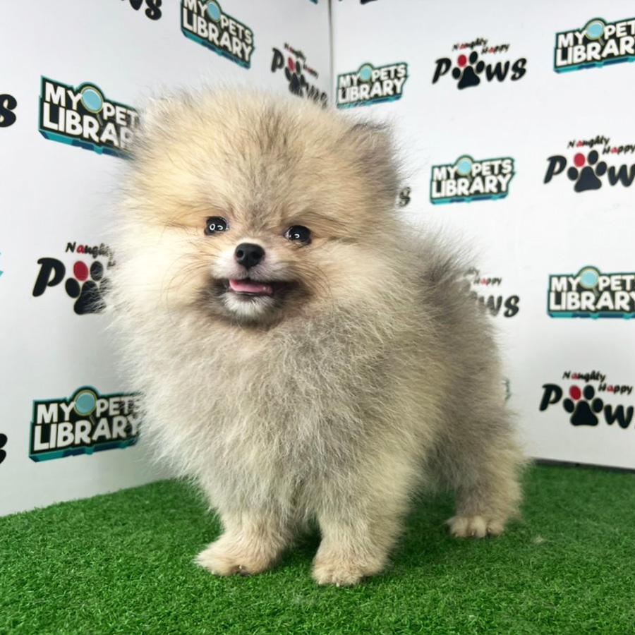 Pomeranian Puppy (Male) For Sale