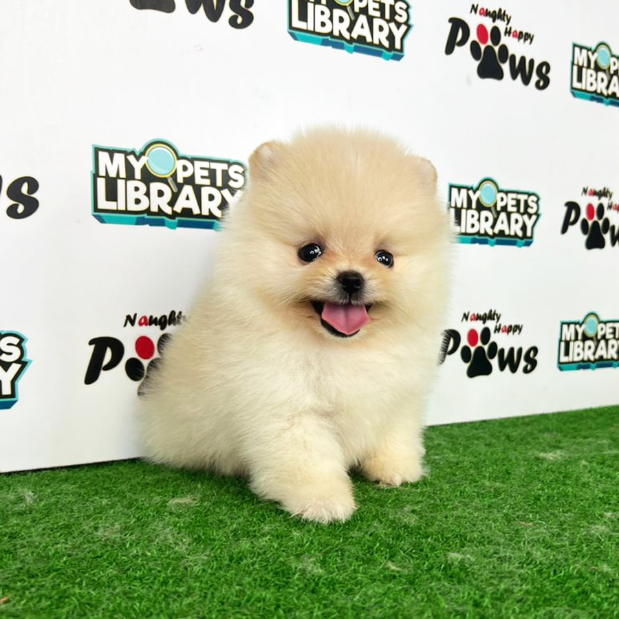 Pomeranian Puppy (Female) For Sale