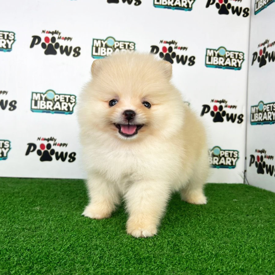 Pomeranian Puppy (Male) For Sale