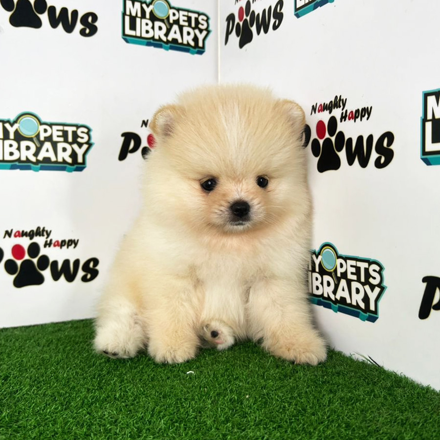 Pomeranian Puppy (Male) For Sale