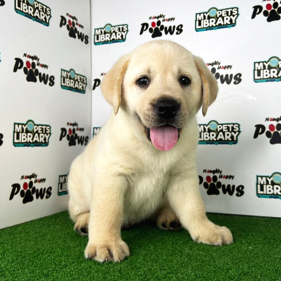 Labrador Retriever Puppy (Male) For Sale