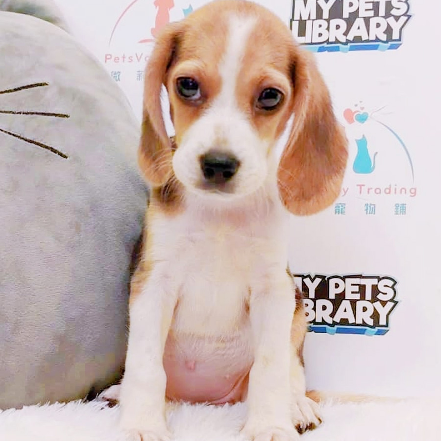 Beagle Puppy (Female) For Sale