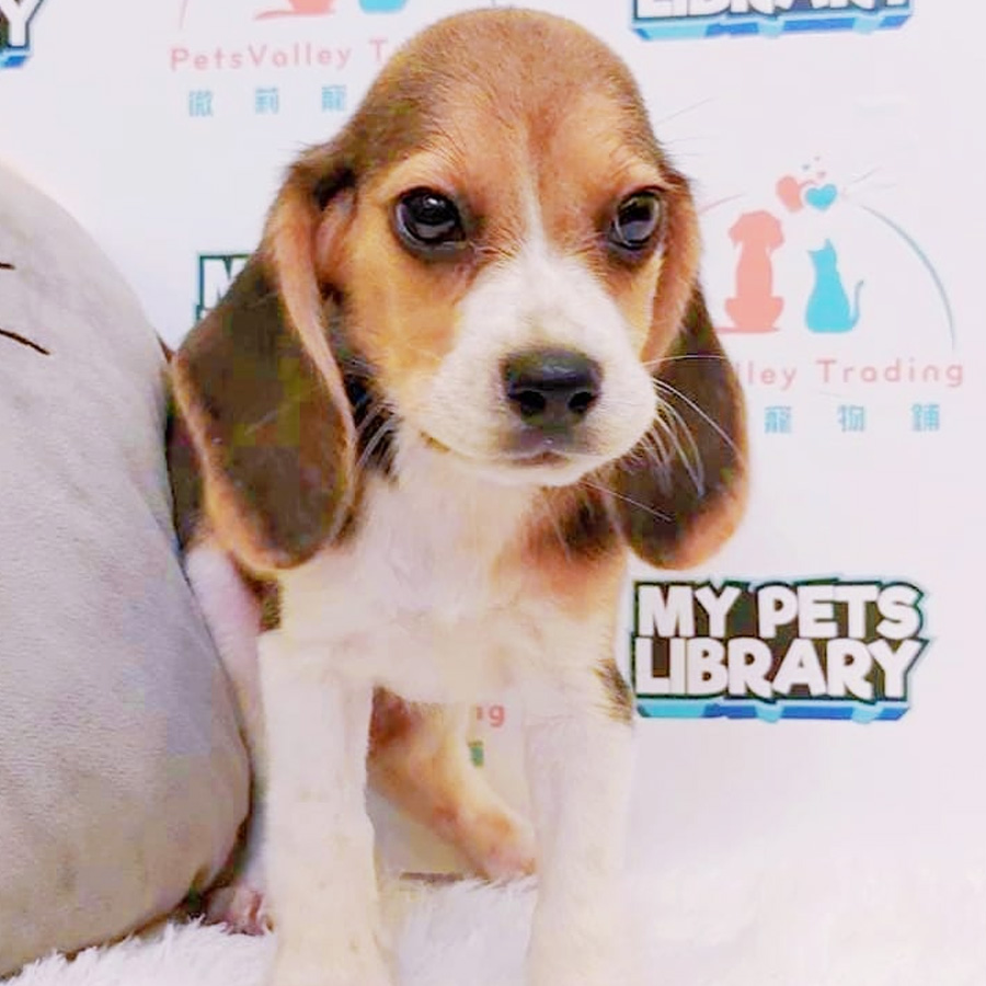 Beagle Puppy (Female) For Sale
