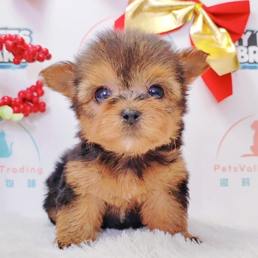 Yorkshire Terrier Puppy (Male) For Sale