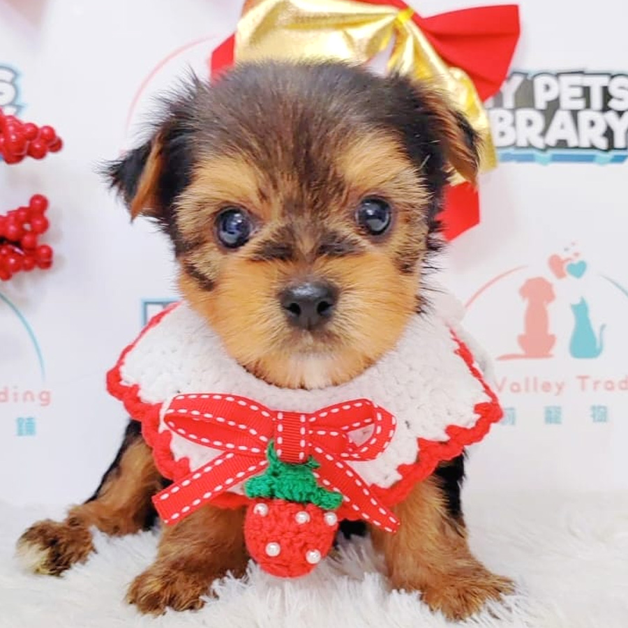 Yorkshire Terrier Puppy (Male) For Sale