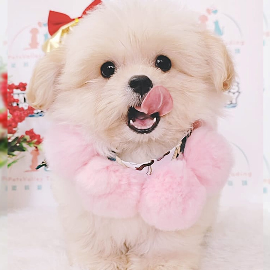 Maltipoo Puppy (Female) For Sale