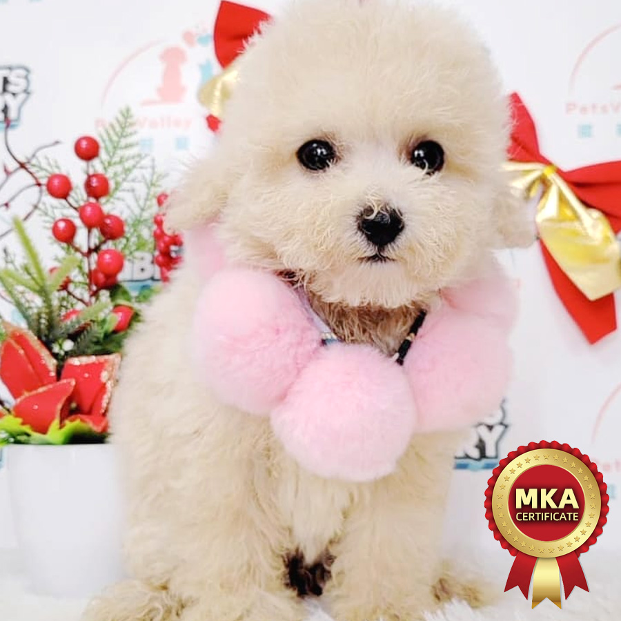 MKA Toy Poodle Puppy (Female) For Sale