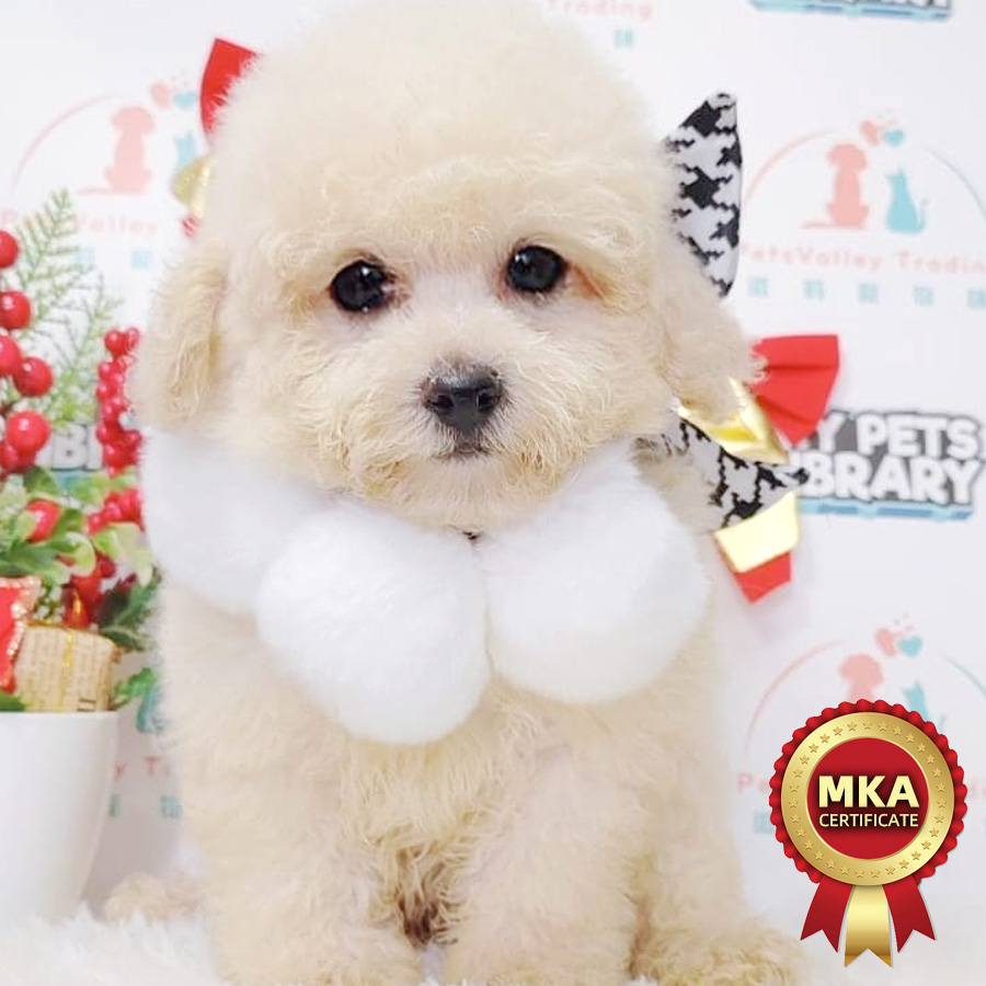 MKA Toy Poodle Puppy (Female) For Sale
