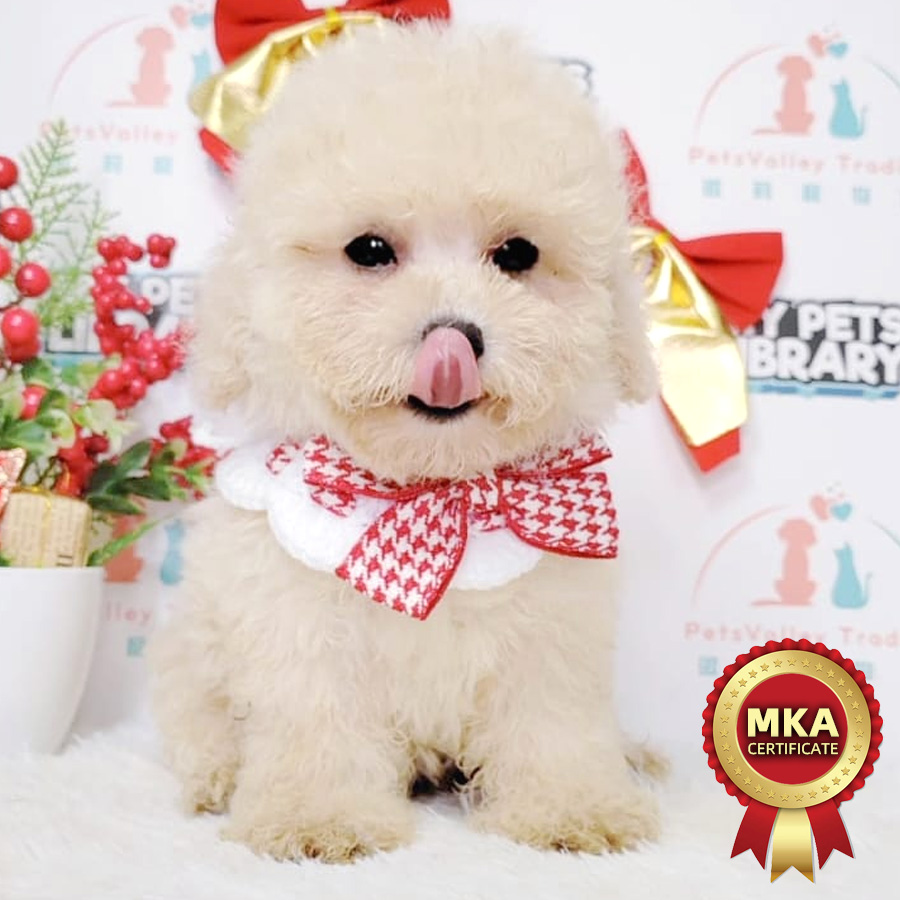 MKA Toy Poodle Puppy (Male) For Sale