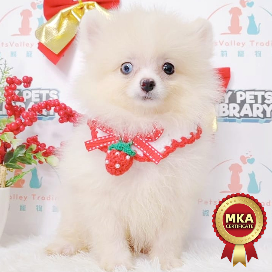 MKA Pomeranian Puppy (Male) For Sale
