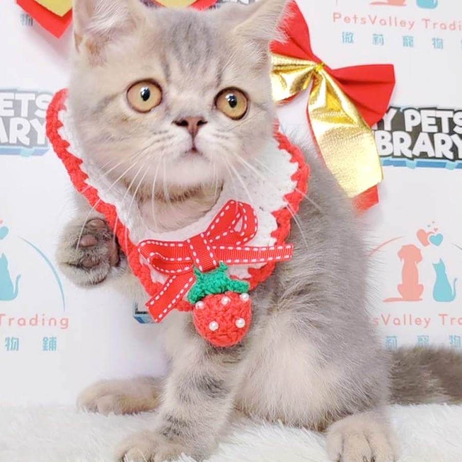 British Shorthair mix Persian Kitten (Male) For Sale