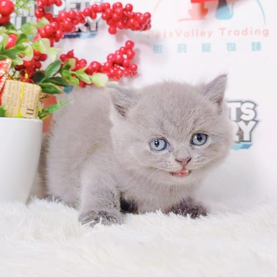 British Shorthair Kitten (Male) For Sale