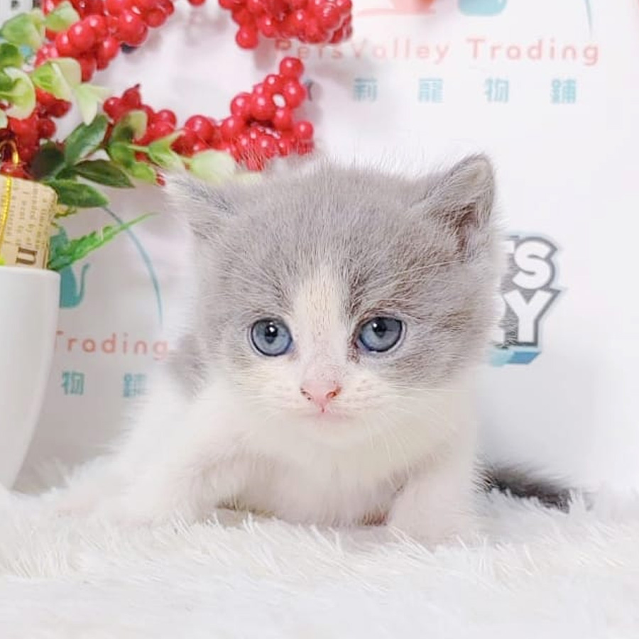 British Shorthair Kitten (Male) For Sale