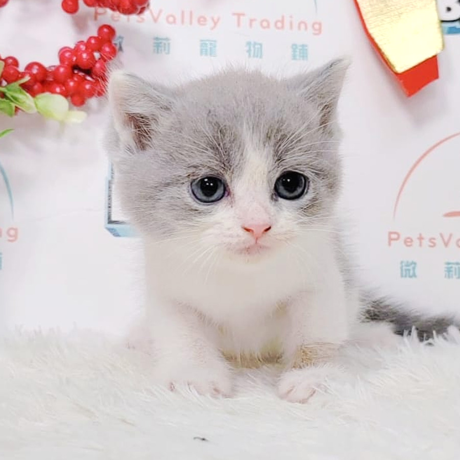 British Shorthair Kitten (Female) For Sale