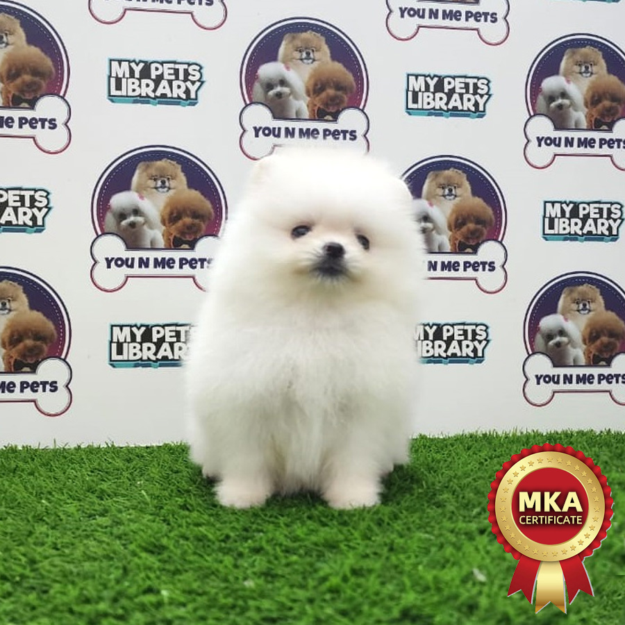 MKA Tiny Pomeranian Puppy (Female) For Sale