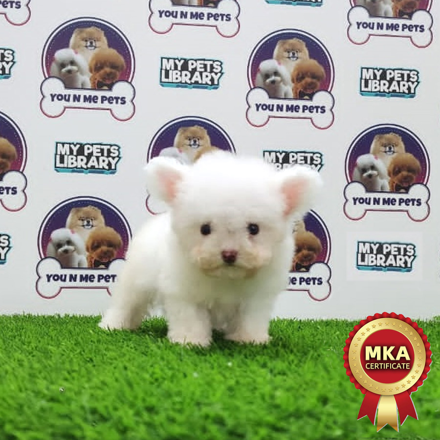 MKA Teacup Poodle Puppy (Female) For Sale