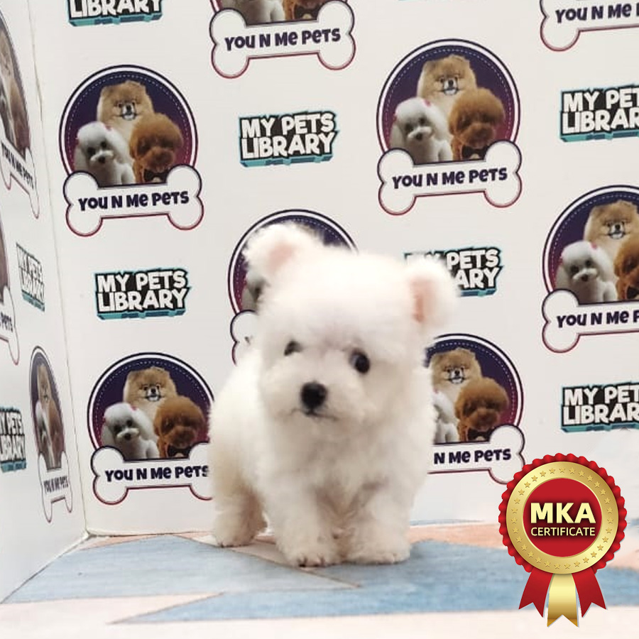 MKA Teacup Poodle Puppy (Male) For Sale