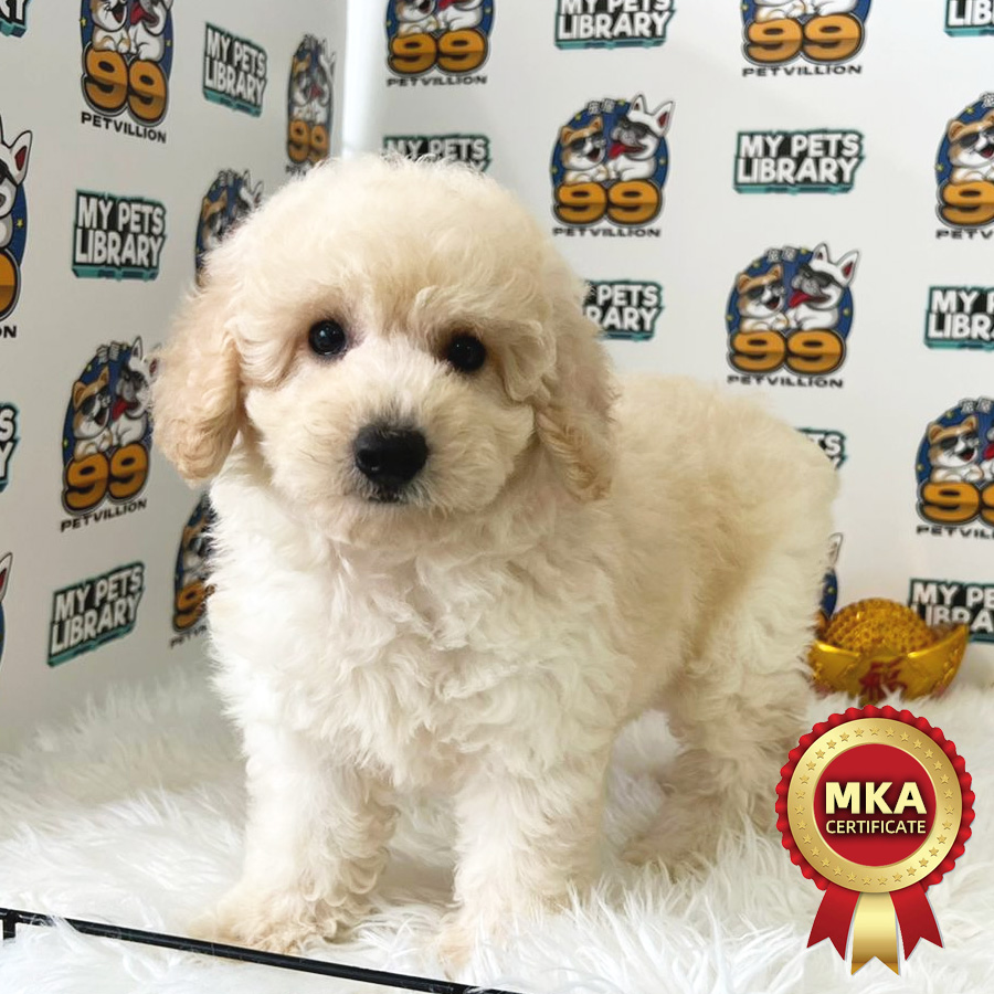 MKA Toy Poodle Puppy (Female) For Sale