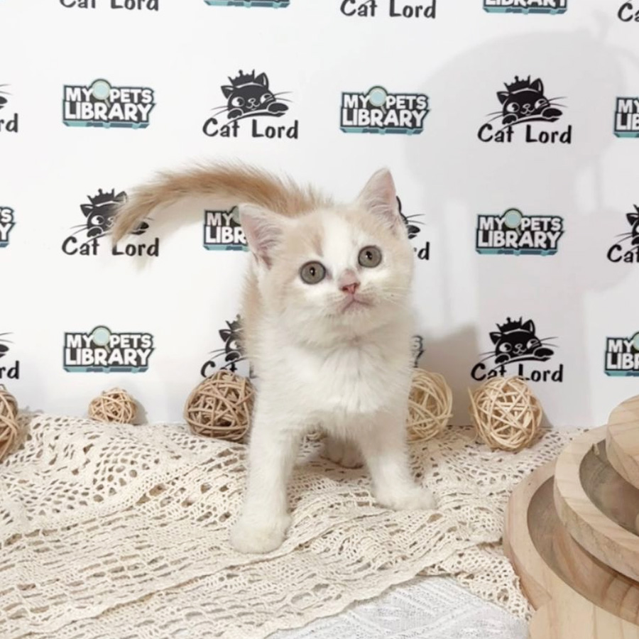 British Shorthiar Kitten (Male) For Sale