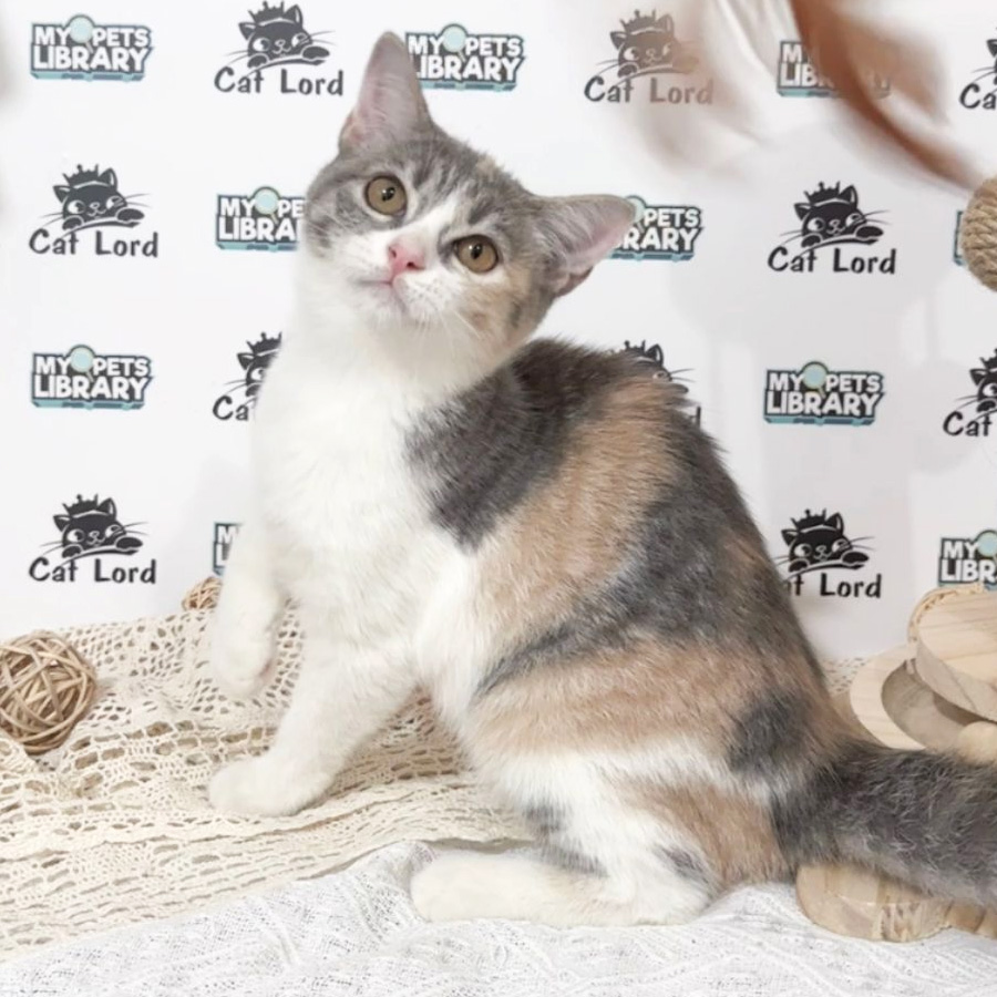British Shorthiar Kitten (Female) For Sale