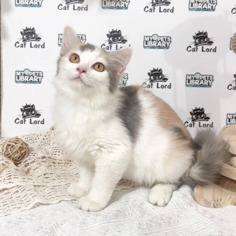 British Shorthiar Kitten (Female) For Sale