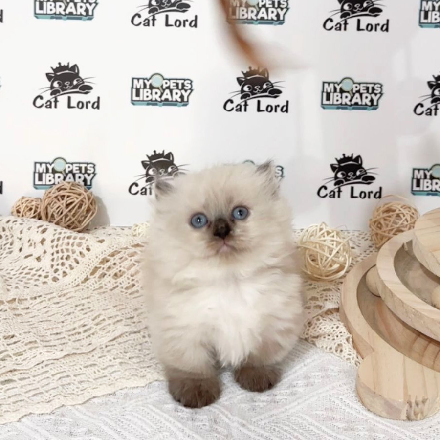 Minuet Napoleon Kitten (Female) For Sale