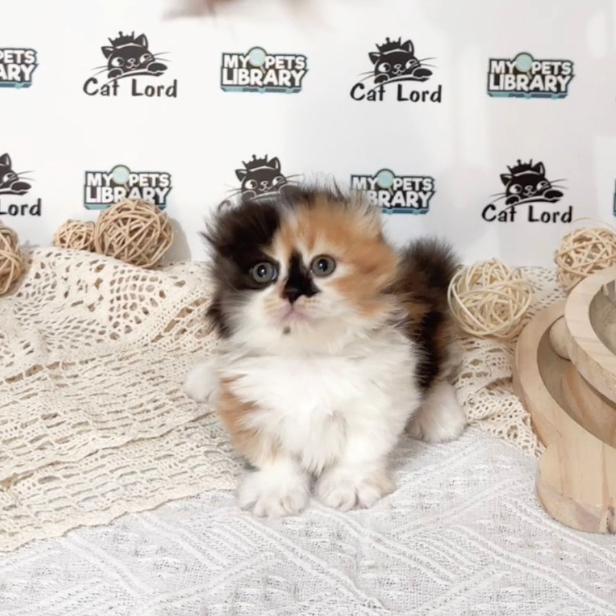 Minuet Napoleon Kitten (Female) For Sale