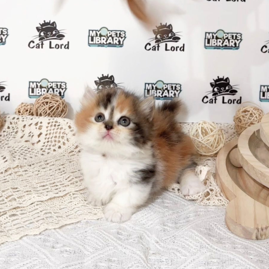 Minuet Napoleon Kitten (Female) For Sale