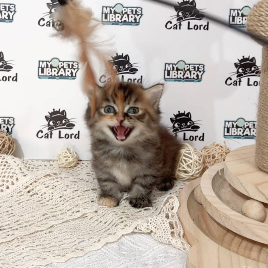 Minuet Napoleon Kitten (Female) For Sale