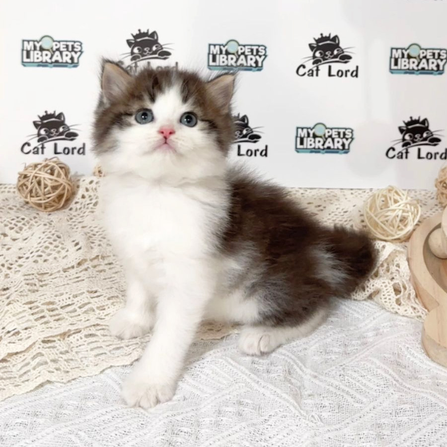 Persian Longhair Kitten (Male) For Sale