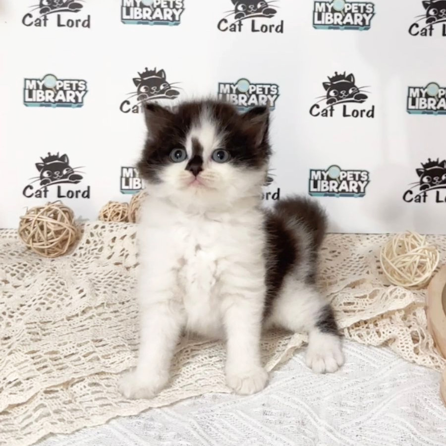 Persian Longhair Kitten (Male) For Sale