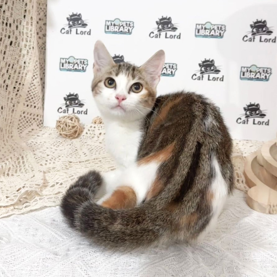 American Shorthair Kitten (Female) For Sale