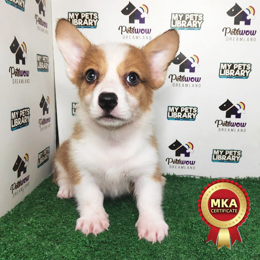 Welsh Corgi Puppy (Female) For Sale