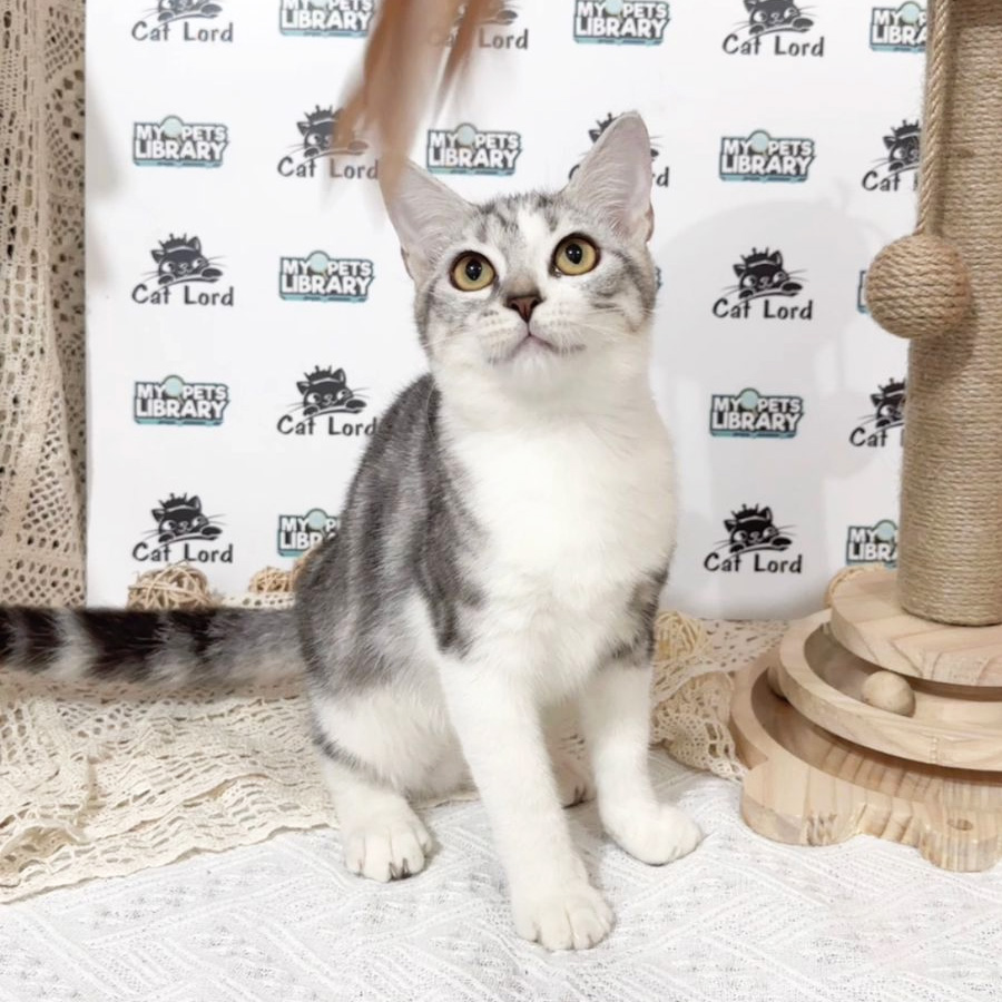 American Shorthair Kitten (Male) For Sale