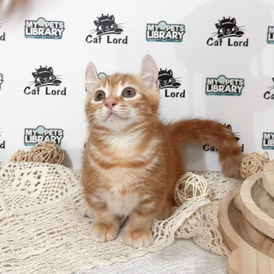 Munchkin Longhair Kinkalow Kitten (Female) For Sale
