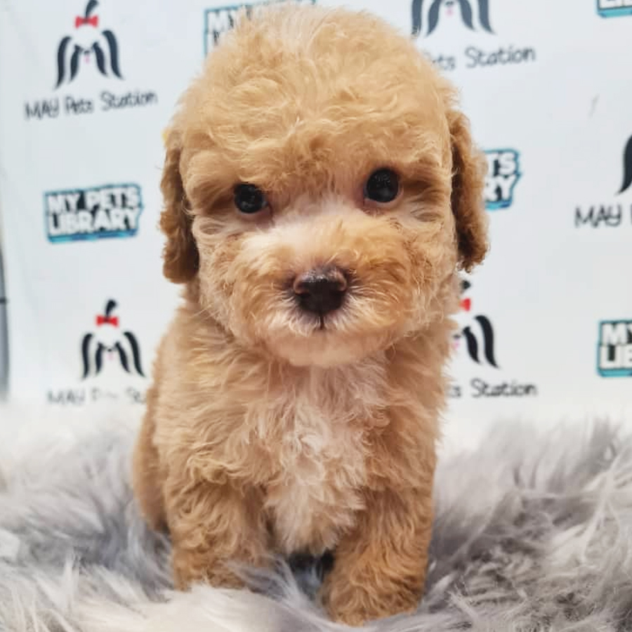 Toy Poodle Puppy (Male) For Sale