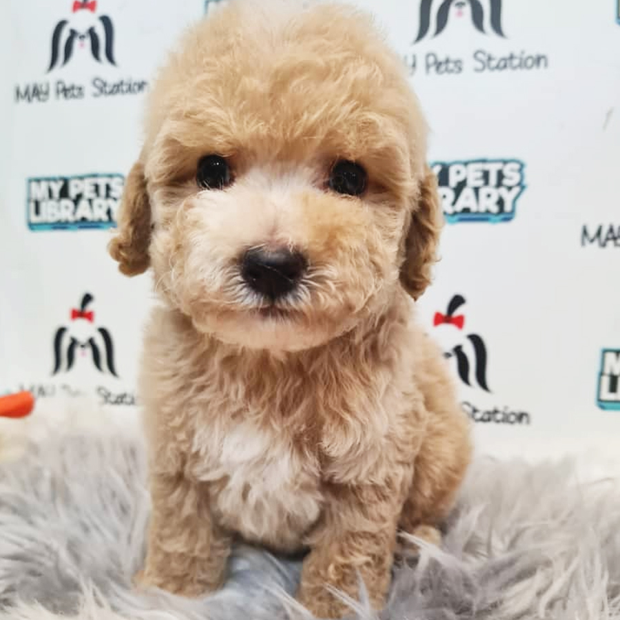 Toy Poodle Puppy (Male) For Sale