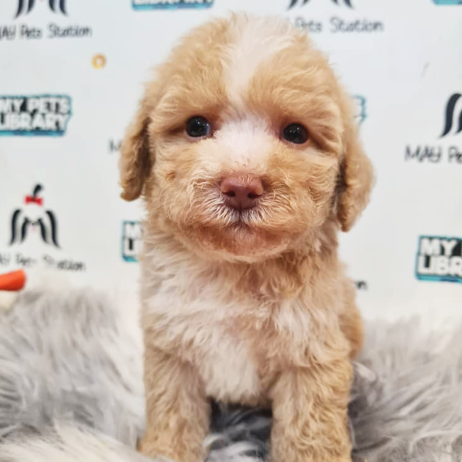 Toy Poodle Puppy (Male) For Sale