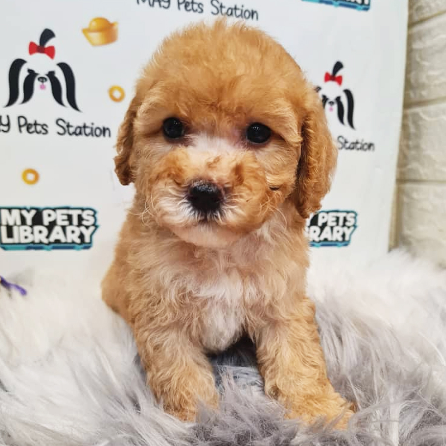 Toy Poodle Puppy (Female) For Sale
