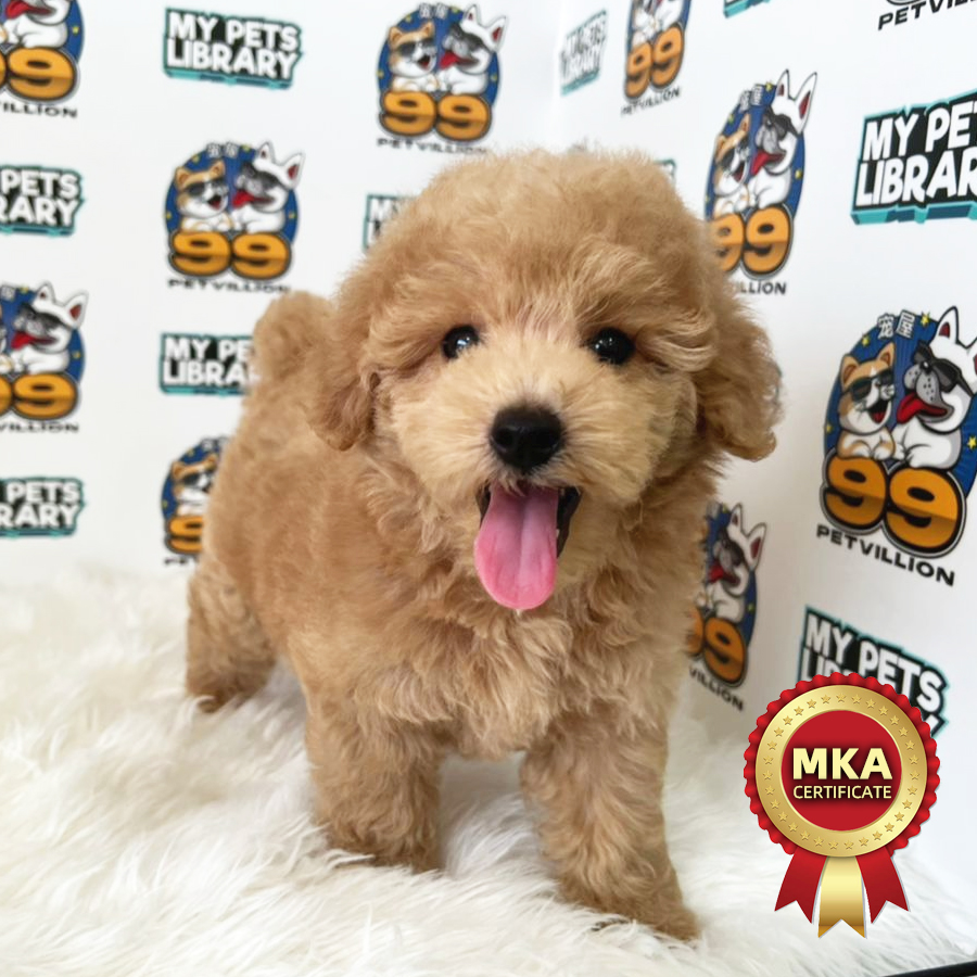 MKA Toy Poodle Puppy (Male) For Sale