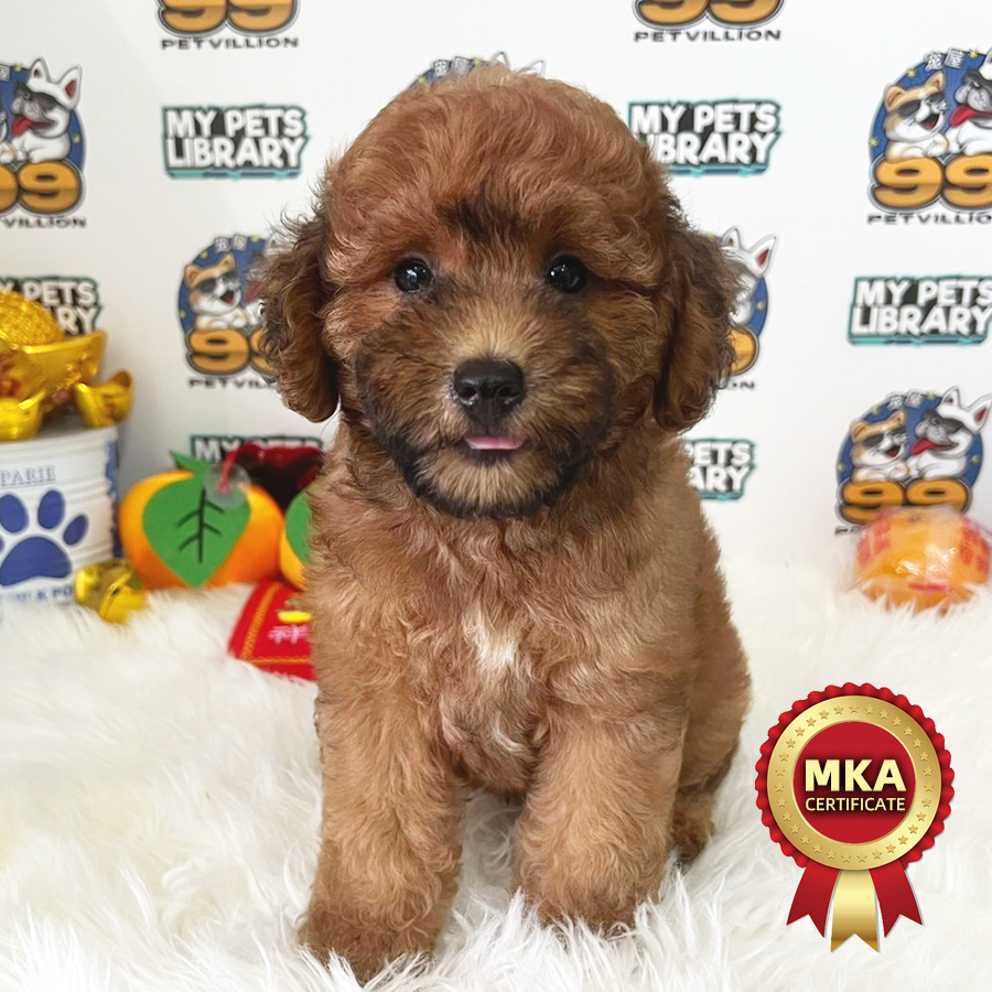 MKA Toy Poodle Puppy (Male) For Sale