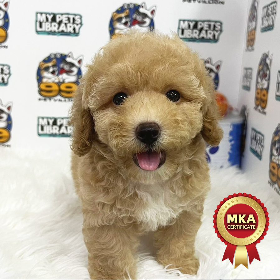 MKA Toy Poodle Puppy (Female) For Sale