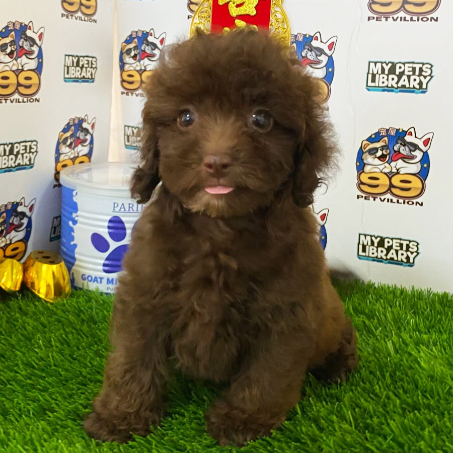 Toy Poodle Puppy (Female) For Sale