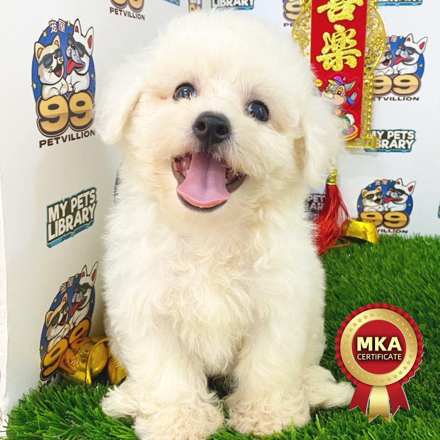 MKA Bichon Frisé Puppy (Male) For Sale