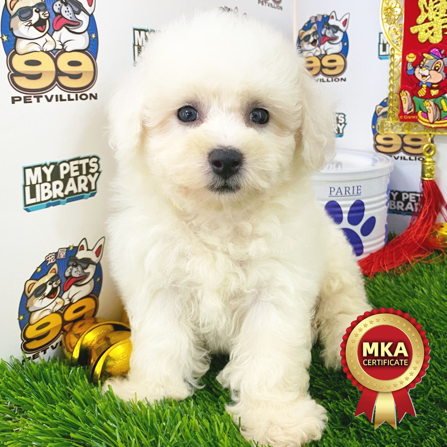 MKA Bichon Frisé Puppy (Female) For Sale