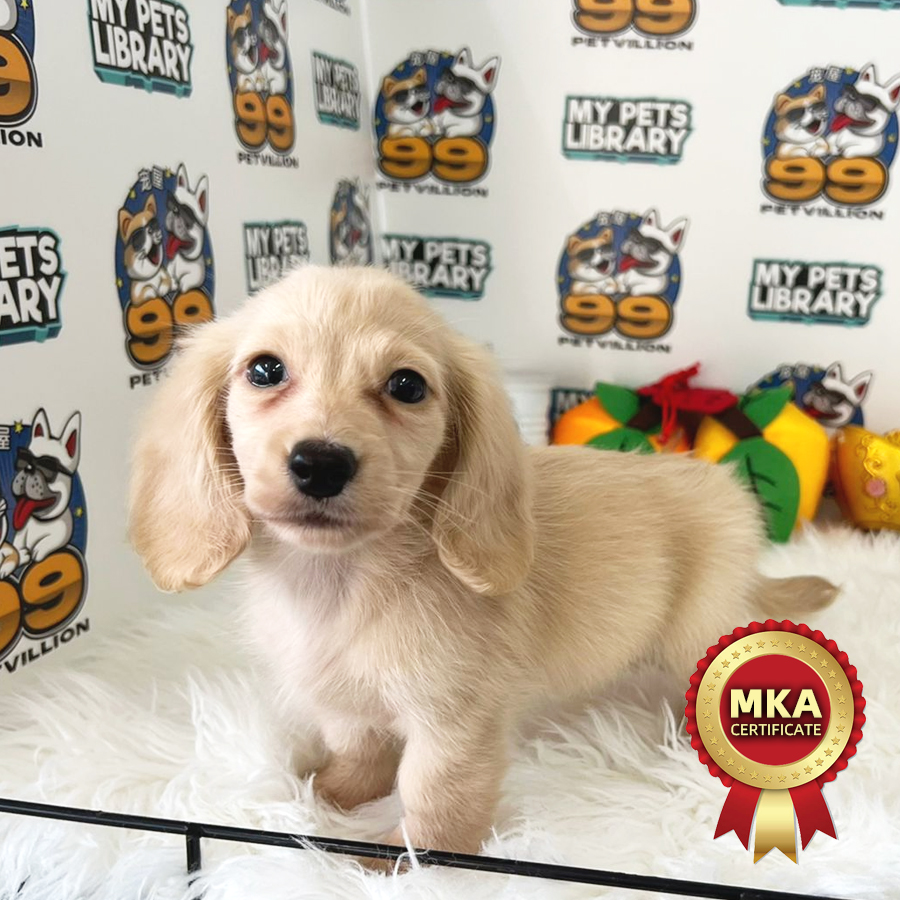 MKA Long Coat Mini Dachshund Puppy (Male) For Sale