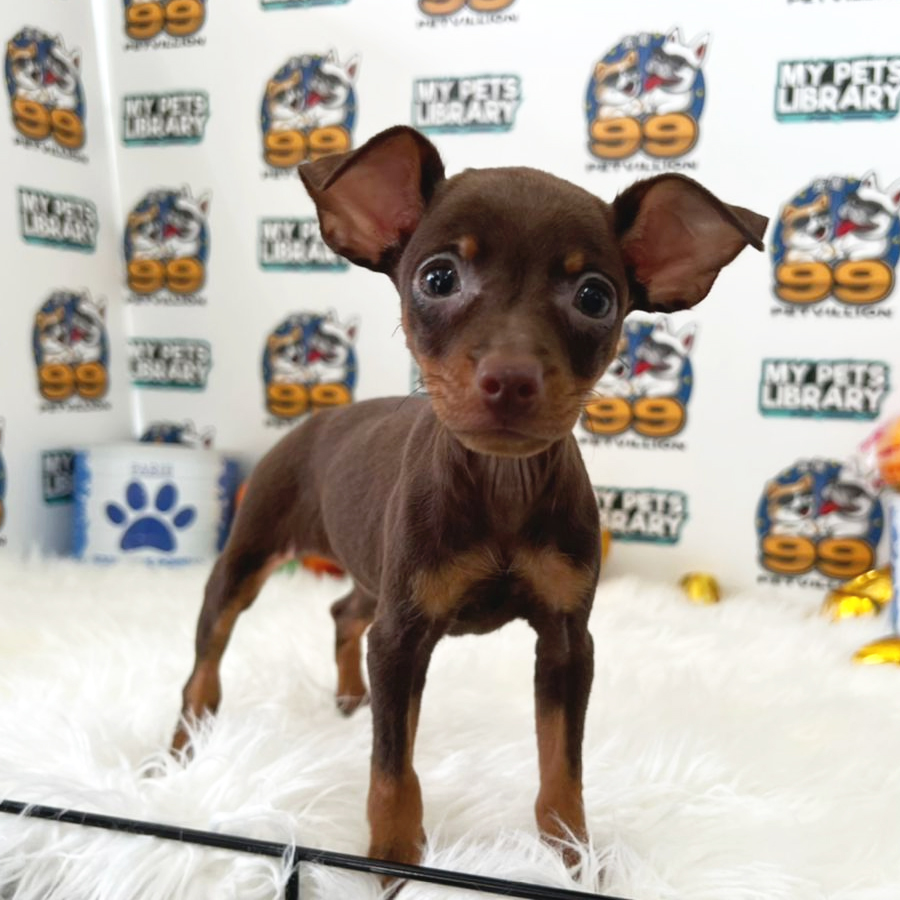 Mini Pinscher Puppy (Female) For Sale