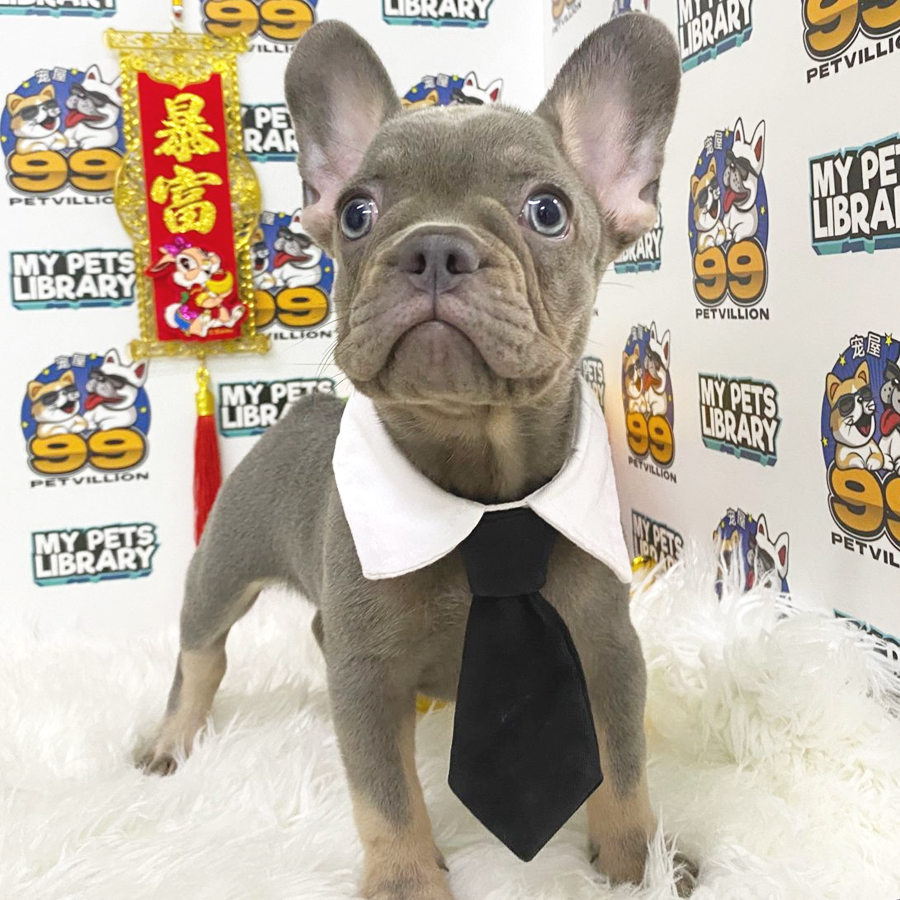 French Bulldog Puppy (Male) For Sale